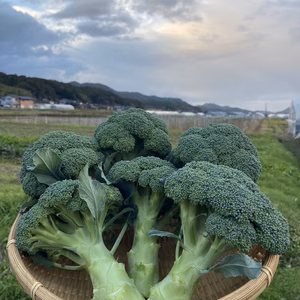 筋肉もりもり！ブロッコリー(12個入り）