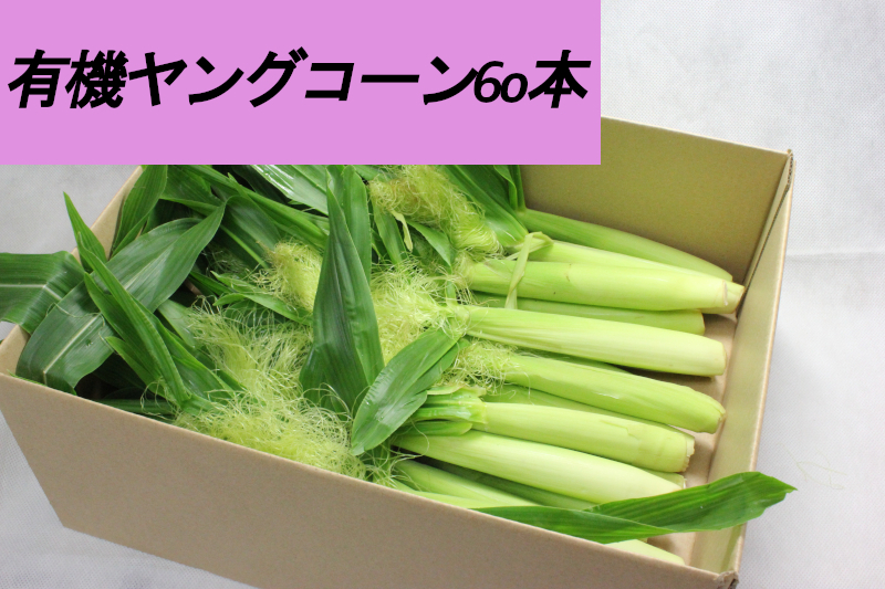A ベビーコーン　朝採れ❗️ヤングコーン 200本以上　おまけ付き　新鮮　野菜 旬 楽天市場】数量限定・予約販売 朝摘み発送 ヤングコーン 皮付き