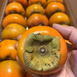 ⭐︎富有柿〜かわいい小玉ちゃん18個　カリッと食べきりサイズ⭐︎