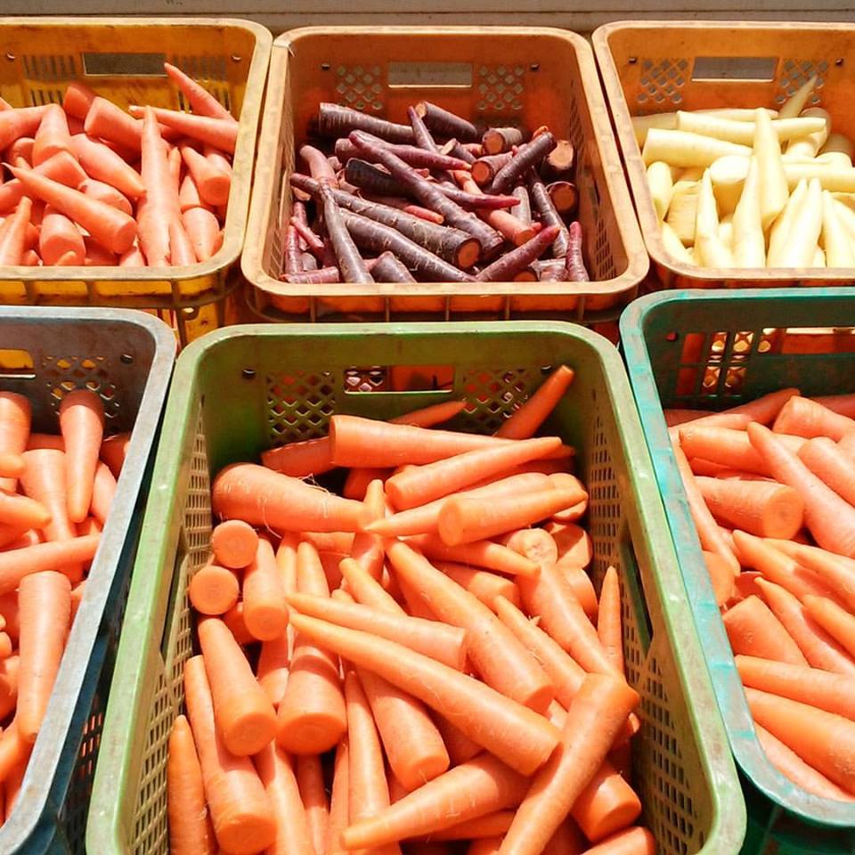 13335736_246496775710267_4856298078240513756_n-1