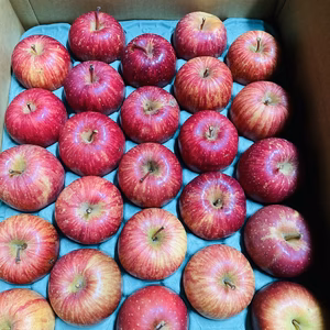 限定50ケース　葉取らず完熟やたか（早生ふじ）ご家庭用約５キロ