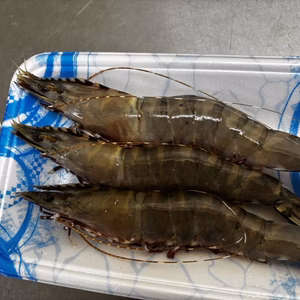 【市場に滅多に出ない天然海老】濃密甘味の極希少『足赤エビ』約500g【9月予約】