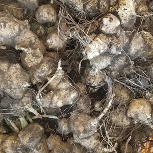 キクイモ 種芋用 土つき (食用としても可)