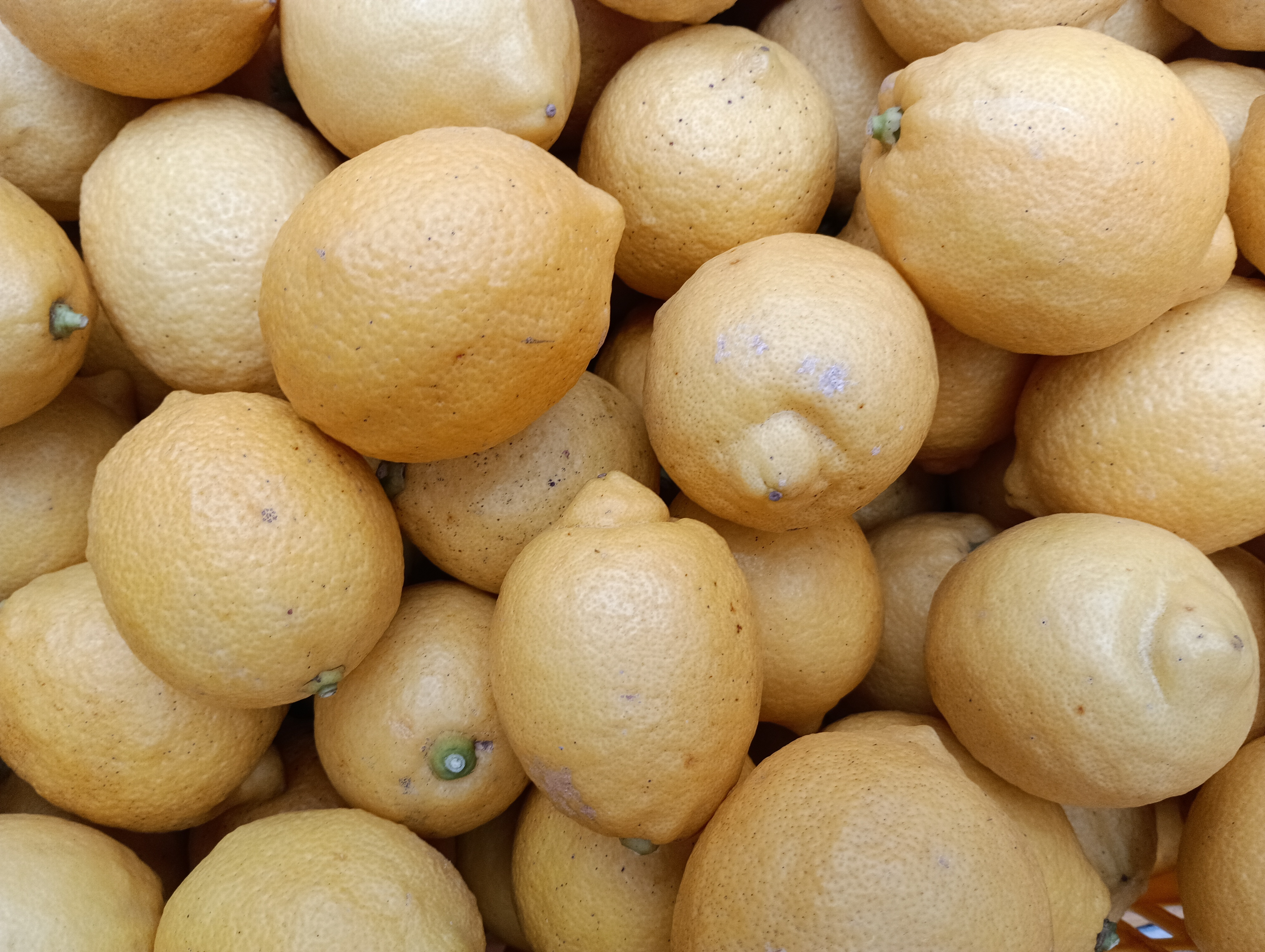 皮も使える広島県産レモン 訳あり三級品 2kg(約20個入)即日発送可能
