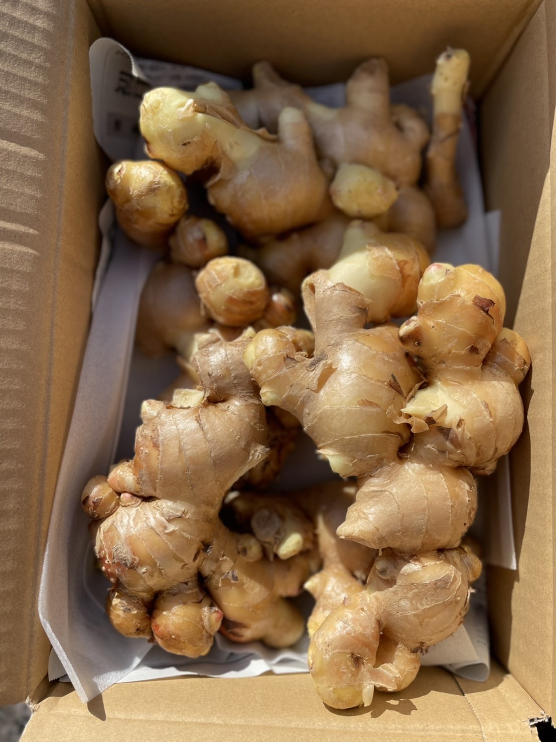 囲い生姜 2kg｜生姜の商品詳細｜ポケットマルシェ｜産地直送で旬の食材