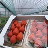 朝採りいちご　あまおう　9玉入り2パック