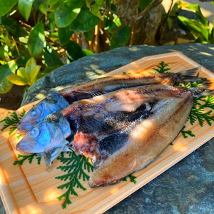 脂のり◎真イワシの開き(天日干し)