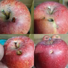 【お一人様一回限り】試食用サンふじ（322）#長野のりんご