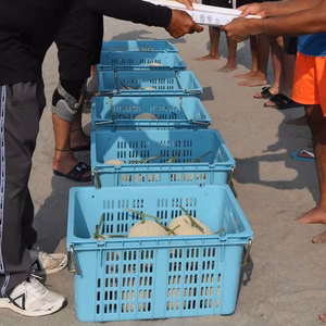 アールスメロン　