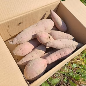 食べごろ紅はるか　ご家庭用　サイズ混合紅はるか