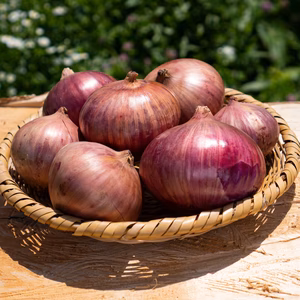 無農薬・無化学肥料で育てた赤玉ねぎ（大〜小サイズミックス）