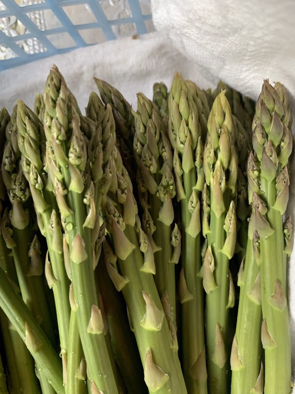 ※規格外品※☆最上アスパラガス☆ミックスサイズ
