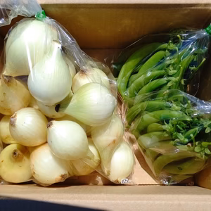 訳あり小さめ玉ねぎとスナップエンドウのスープセット
