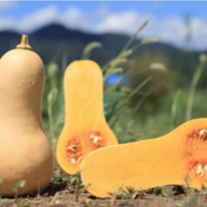 魅惑の甘みと滑らかな口当たり！ 蔵出しバターナッツかぼちゃ