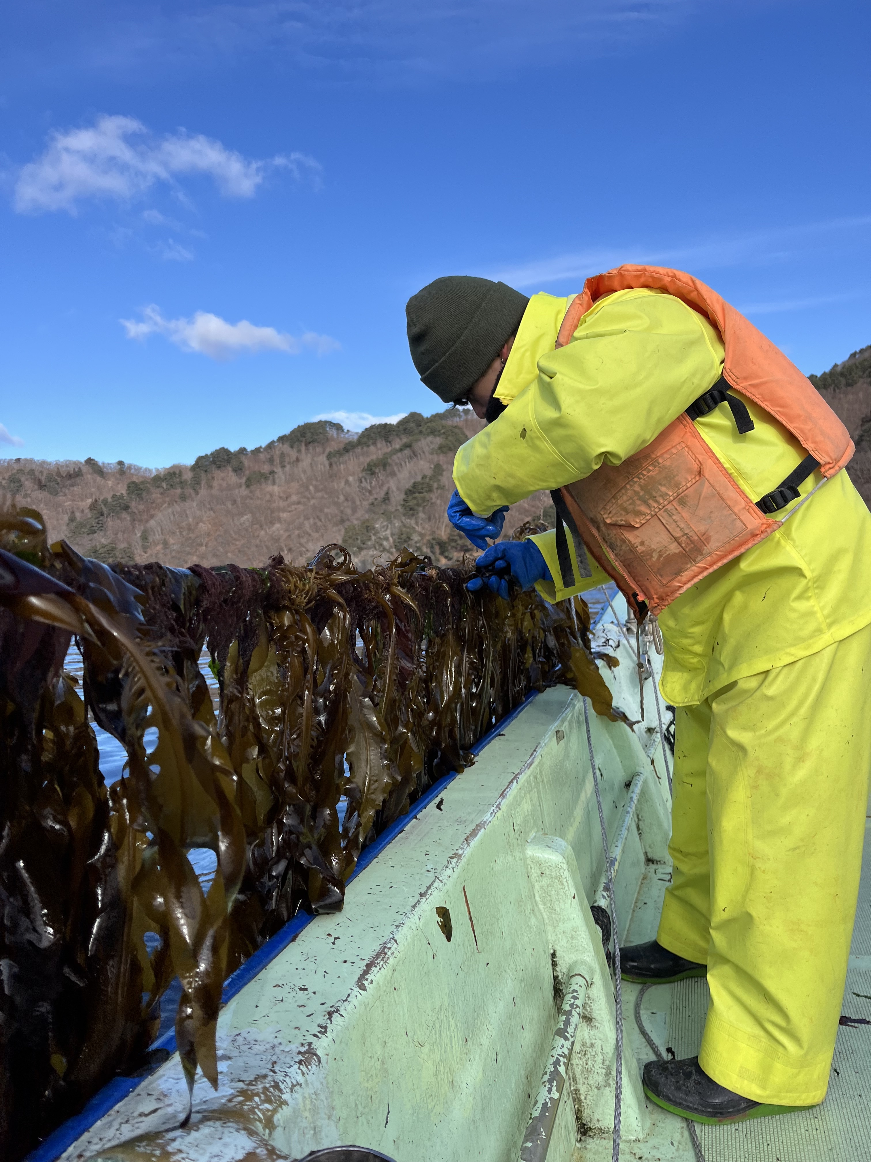 三陸 春の磯の香り豊かな早採りわかめを2袋 1袋500gを2袋