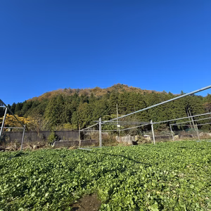 クレソン定期便