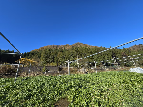 クレソン定期便