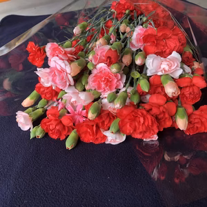 農家直送！カーネーション100%花束（ご自宅観賞用・色お任せ）
