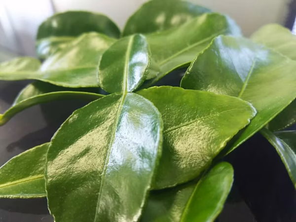 タイ料理には欠かせない　コブミカンの生葉