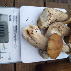 ◆初物◆ニセコ産天然ポルチーニ