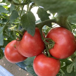 セレブスイートとカラフルミニトマトのセット