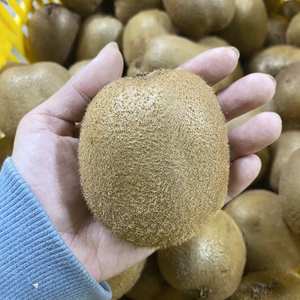 送料無料‼ 甘くて ジューシー キウイフルーツ【約２キロ入り】訳アリ