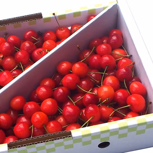 【減農薬】ご自宅用に 朝採り★さくらんぼ 佐藤錦 山形県 500g〜 