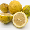 果汁用 加工用 瀬戸内レモン 国産レモン 訳あり　グリーンレモン