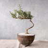 【食べられる盆栽】ローズマリー盆栽　サンタバーバラ (PS72)