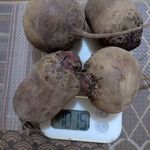 初取り！甘い八ヶ岳高原のビーツ　250g以上の大玉（農薬・化学肥料不使用）