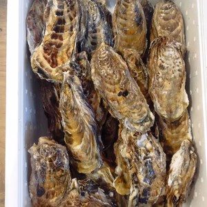 新物　バラ牡蠣　生食可 5ｋｇ35個くらい