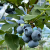 生ブルーベリー1kg（ソーラーシェアリング栽培）