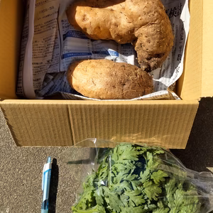 粘り強いトロロ芋と香る春菊のセット（肥料、農薬使わず）