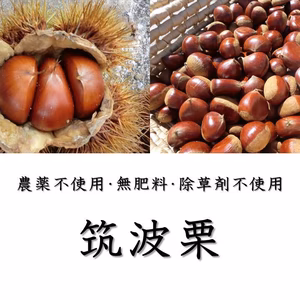 自然栽培 筑波栗　農薬不使用　栗　