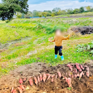 青森県産　サツマイモ【おサボりのおいも】　土付き　家庭用