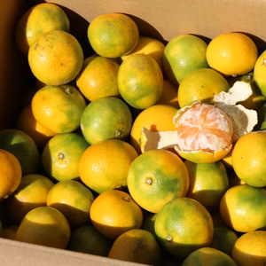 愛媛県‼　極早生ミカン！！　8kg　　オマケの柑橘ジュース1本　付きセット