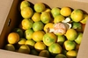 愛媛県‼　極早生ミカン！！　8kg　　オマケの柑橘ジュース1本　付きセット