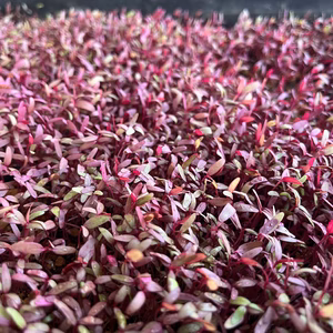 宮古島から"ぴっちゃがま"(宮古島方言で小さくて可愛い)ハーブ10種セット