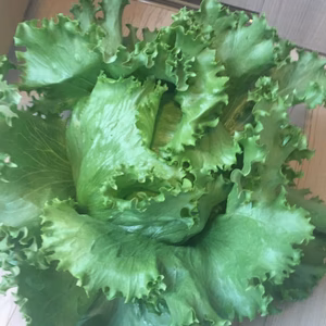 高原で育った玉レタスセット（5個）