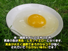 【国産エサ100％】立体農業の自然卵・青い卵アローカナ【放し飼いの有精卵】