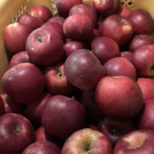 樹上完熟紅玉‼️ 蜜入りもあり‼️‼️箱込み7キロ以上ラフランスオマケつき