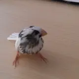 ゆりこ