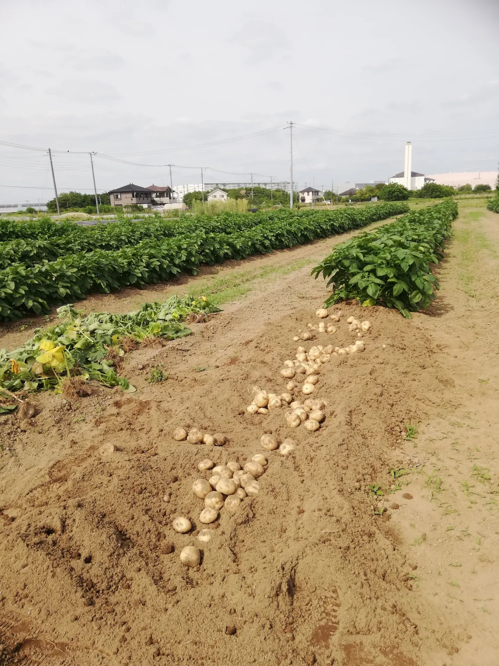 調理しやすい大きさの新じゃが5kg段ボール入り