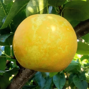 贈答用 南月 約３ｋｇ