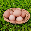 平飼い有精卵 おぼろ月 埼玉県加須市 遠藤農園 後藤もみじ卵 