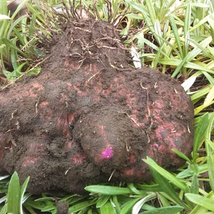 【農薬不使用】 紫山芋１キロ