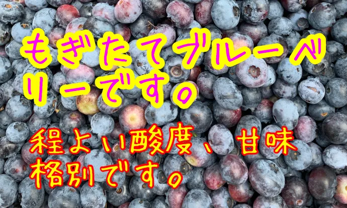 自然の力で育てた特別なブルーベリーです。