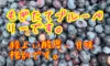 自然の力で育てた特別なブルーベリーです。