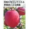 【先行予約開始】リンゴ好きの心をつかむ！口福GiftBOX
