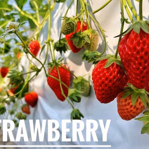 四日市産イチゴ（2パック）